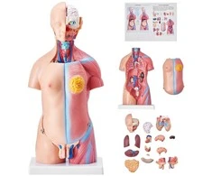 Žmogaus torso modelis, 46 cm, 23 dalys