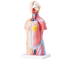 Žmogaus torso modelis, 46 cm, 23 dalys