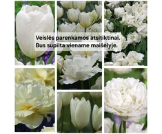 Baltų tulpių derinys - 5 vnt.