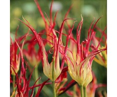 Botaninė tulpė Acuminata - 5 vnt.