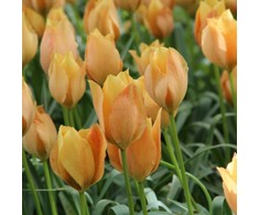 Botaninė tulpė batalinii "Bright Gem" - 50 vnt.