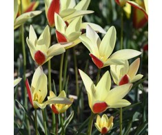 Botaninė tulpė clusiana "Tinka" - 10 vnt.