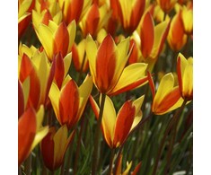 Botaninė tulpė clusiana var chrysantha - 10 vnt.