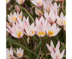 Botaninė tulpė cretica "Hilde" - 10 vnt.