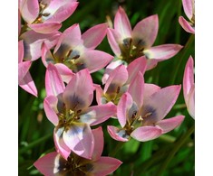 Botaninė tulpė "Danique" - 10 vnt.