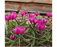 Botaninė tulpė "Helene" - 10 vnt.