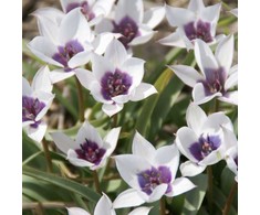 Botaninė tulpė humilis coerulea oculata alba - 5 vnt.