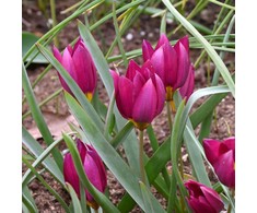 Botaninė tulpė humilis "Odalisque" - 10 vnt.