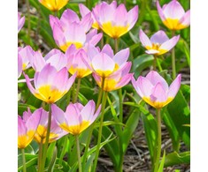 Botaninė tulpė bakeri "Lilac Wonder" - 200 vnt.