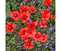 Botaninė tulpė Linifolia - 50 vnt.
