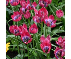 Botaninė tulpė "Little Beauty" - 10 vnt.