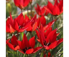 Botaninė tulpė "Lizzy" - 50 vnt.