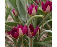 Botaninė tulpė humilis "Persian Pearl" - 10 vnt.