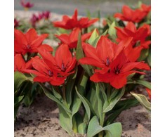 Botaninė tulpė praestans 'Zwanenburg Variety' - 10 vnt.