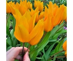 Botaninė tulpė praestans "Shogun" - 50 vnt.