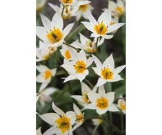 Botaninės tulpės Turkestanica - 200 vnt.