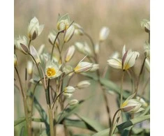 Botaninės tulpės Turkestanica - 50 vnt.