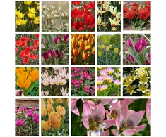 Botaninių tulpių derinys - 20 vnt.