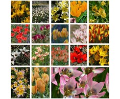 Botaninių tulpių derinys - 200 vnt.