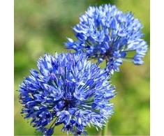 Česnakas Azureum - 200 vnt.