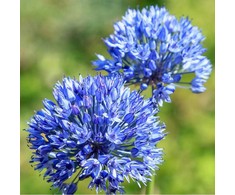 Česnakas Azureum - 50 vnt.