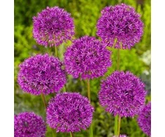 Česnakas "Violetinė Sensation" - 20 vnt.
