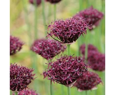 Česnakas atropurpureum - 50 vnt.