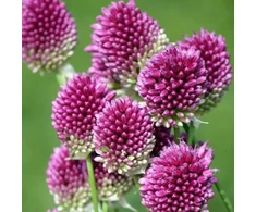 Česnakas "Kiaušininiai" Sphaerocephallon - 50 vnt.
