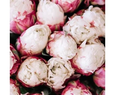 CREAM Tulpė pilnavidurė "Ice Kreminis" - 20 vnt.