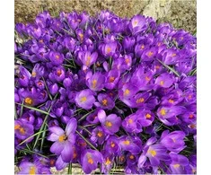 Didžiažiedžiai krokai "Flower Record" - 100 vnt.