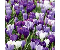 Didžiažiedžių krokų derinys "Violetiniai atspalviai" - 1000 vnt.