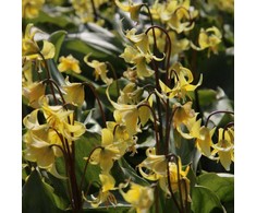 Eritronis "Pagoda" - 1 vnt.