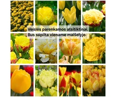 Geltonų tulpių derinys - 20 vnt.