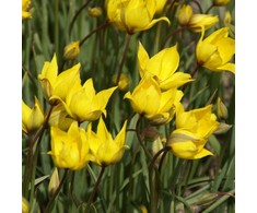 Girinė tulpė Sylvestris - 10 vnt.