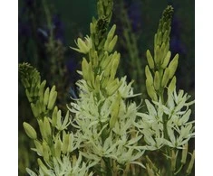 Kamasija leichtlinii Alba - 20 vnt.