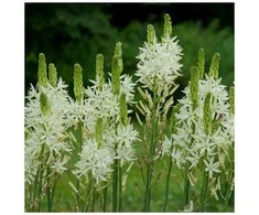 Kamasija leichtlinii Alba - 50 vnt.