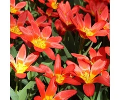 Kaufmano tulpės "Scarlet Baby" - 10 vnt.