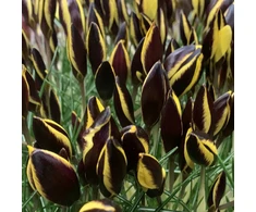 Krokai "Queen Bee" - 50 vnt.