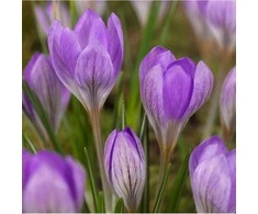 Krokai tommasinianus "Barr's Violetinė" - 1000 vnt.