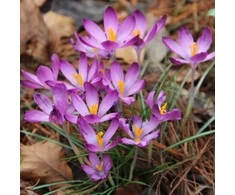 Krokai tommasinianus "Barr's Violetinė" - 1000 vnt.