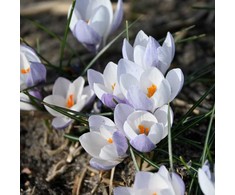 Krokai Weldenii "Fairy" - 20 vnt.