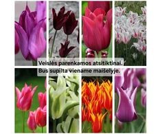 Lelijažiedžių tulpių derinys - 20 vnt.