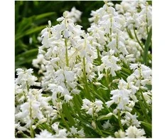 Linksmės "Alba Maxima" - 50 vnt.
