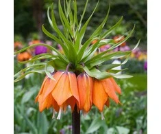 Margutė "Garland Star" - 20 vnt.