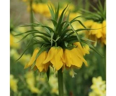 Margutė Lutea - 5 vnt.