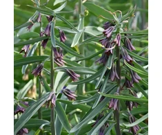 Margutė sewerzowii - 1 vnt.