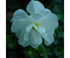 Narcizai "Albus Plenus Odoratus" - 50 vnt.