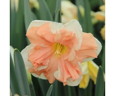 Narcizai "Apricot Whirl" - 50 vnt.