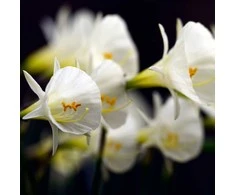 Narcizai "Arctic Bells" - 5 vnt.