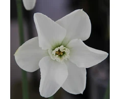 Narcizai "Arctic Gem" - 3 vnt.